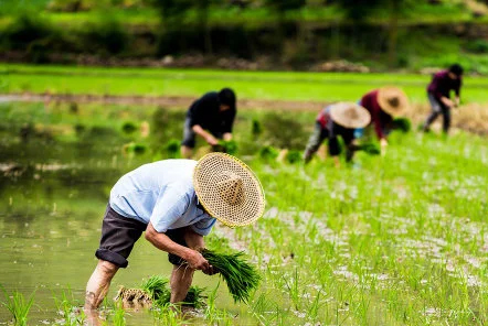 我國(guó)水稻小麥自給率連續(xù)5年達(dá)